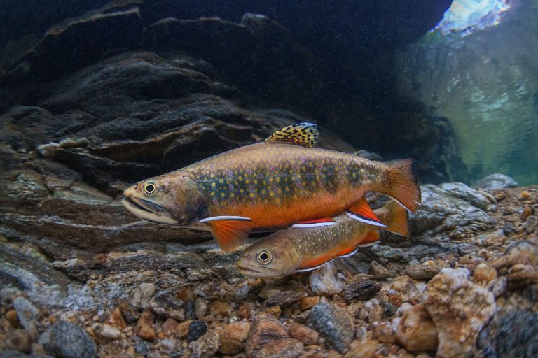Species Profile Brook Trout Little Tennessee Native Fish Conservation Area